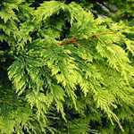 Leylandii Castlewellan Gold Cypressocyparis (Hedging) Conifer 80-100cm 5Ltr