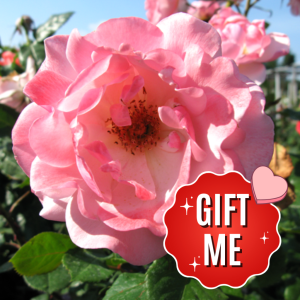 Valentine Heart Floribunda Rose