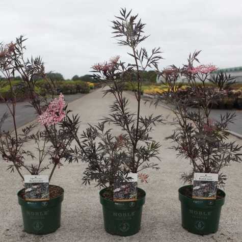 Sambucus Nigra Black Lace (Black Elder)