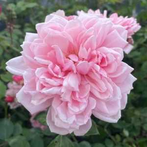 Albertine Rambler Climbing Rose