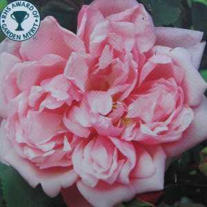 Albertine Rambler Climbing Rose