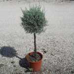 Cupressus Arizonica Fastigiata (Blue Arizona Cypress) 1/4 Standard 7Ltr