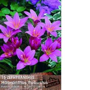 Zephyranthus Habranthus Robustus 'Rain Lilies' Bulbs 15 Per Pack
