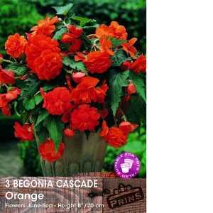 Begonia Cascade Orange Bulbs 3 Per Pack