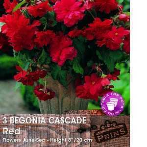 Begonia Cascade Red Bulbs 3 Per Pack