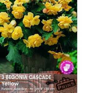 Begonia Cascade Yellow Bulbs 3 Per Pack
