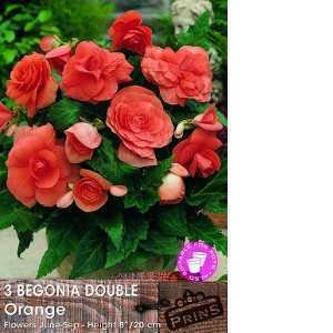 Begonia Double Orange Bulbs 3 Per Pack