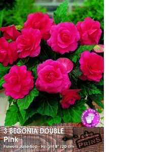 Begonia Double Pink Bulbs 3 Per Pack