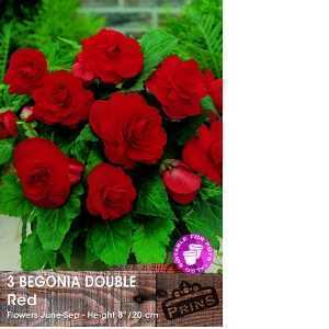 Begonia Double Red Bulbs 3 Per Pack