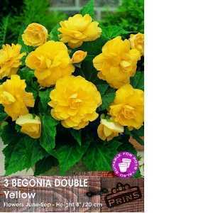 Begonia Double Yellow Bulbs 3 Per Pack
