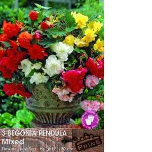 Begonia Pendula Mixed Bulbs 3 Per Pack