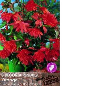 Begonia Pendula Orange Bulbs 3 Per Pack