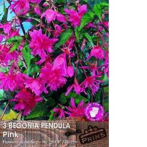 Begonia Pendula Pink Bulbs 3 Per Pack