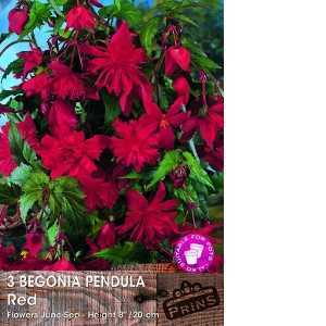 Begonia Pendula Red Bulbs 3 Per Pack
