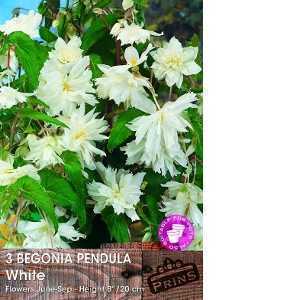 Begonia Pendula White Bulbs 3 Per Pack