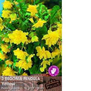 Begonia Pendula Yellow Bulbs 3 Per Pack