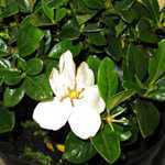 Gardenia Jasminoides Kleims Hardy