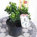 Gardenia Jasminoides Kleims Hardy