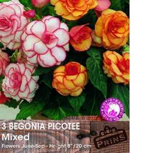 Begonia Picotee Mixed Bulbs 3 Per Pack