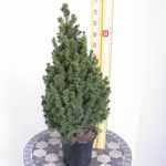 Picea Glauca Conica (Mini Christmas Tree) Dwarf Alberta Spruce