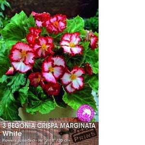 Begonia Crispa Marginata White Bulbs 3 Per Pack
