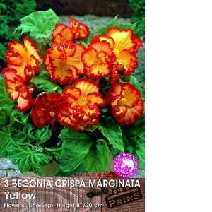 Begonia Crispa Marginata Yellow Bulbs 3 Per Pack