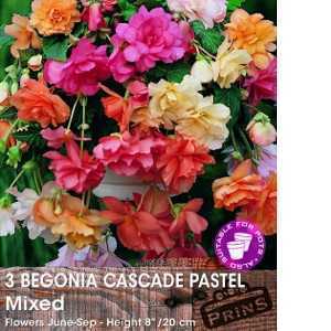 Begonia Cascade Pastel Mixed Bulbs 3 Per Pack