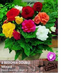 Begonia Double Mixed Bulbs 8 Per Pack