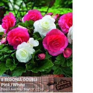 Begonia Double Pink/White Bulbs 8 Per Pack