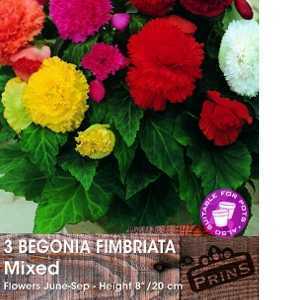 Begonia Fimbriata Mixed Bulbs 8 Per Pack