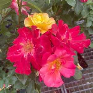 Masquerade Climbing Rose