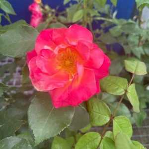 Masquerade Climbing Rose