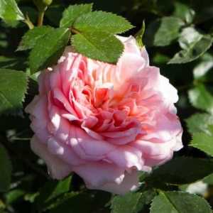 Bonica (Meidomonac) Shrub Rose