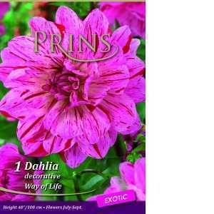 Dahlia Decorative Way of Life Exotic Tuber/Bulb 1 Per Pack