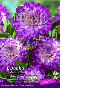 Dahlia Decorative Who Dun It Exotic Tuber/Bulb 1 Per Pack