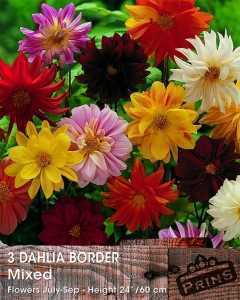 Dahlia Border Mixed Tubers/Bulbs 3 Per Pack