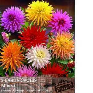 Dahlia Cactus Mixed Tubers/Bulbs 3 Per Pack