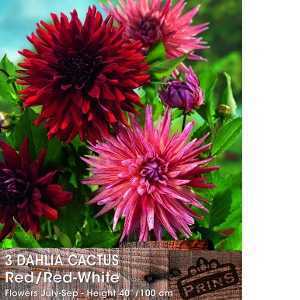 Dahlia Cactus Red/Red White Tubers/Bulbs3 Per Pack