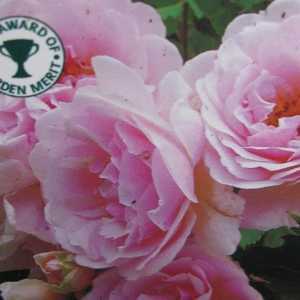 Felicia Shrub Rose