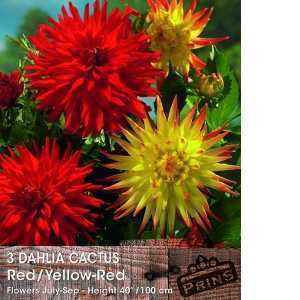 Dahlia Cactus Red/Red Yellow Tubers/Bulbs 3 Per Pack