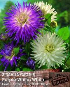 Dahlia Cactus Purple White / White Tubers/Bulbs 3 Per Pack