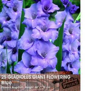 Gladioli (Gladiolus) Giant Flowering Blue Bulbs 25 Per Pack
