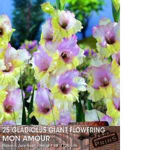 Gladioli (Gladiolus) Mon Amour Giant Flowering Bulbs 25 Per Pack