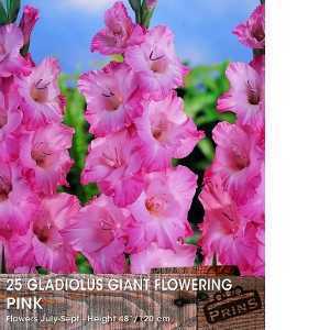 Gladioli (Gladiolus) Giant Flowering Pink Bulbs 25 Per Pack