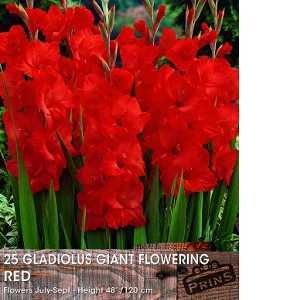 Gladioli (Gladiolus) Giant Flowering Red Bulbs 25 Per Pack