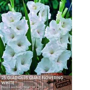 Gladioli (Gladiolus) Giant Flowering White Bulbs 25 Per Pack
