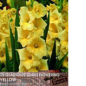 Gladioli (Gladiolus) Giant Flowering Yellow Bulbs 25 Per Pack