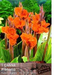 Canna Pretoria Bulb 1 Per Pack