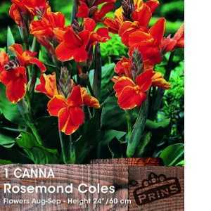 Canna Rosemond Coles Bulb 1 Per Pack