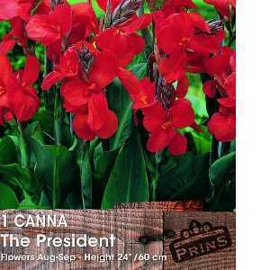 Canna The President Bulb 1 Per Pack